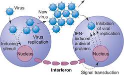 Điều trị Viêm gan B như thế nào 1 interferon