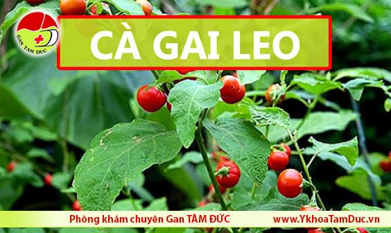 ca gai leo chua viem gan b viem gan c