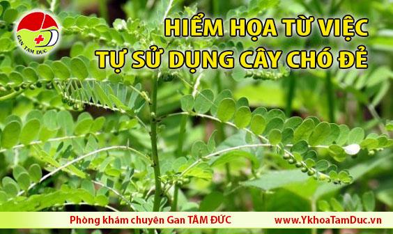 cây chó đẻ chữa viêm gan b chữa bệnh gan