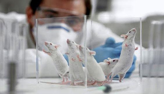 vaccine vac xin corona can thu nghiem tren dong vat