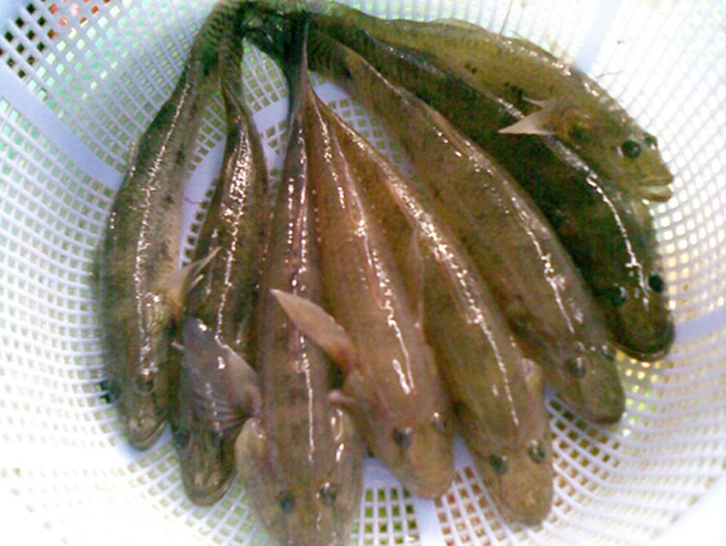 ca nuoc ngot tot cho nguoi benh gut