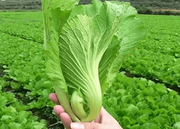 Bệnh Gút ăn rau gì? 3 benh gut an rau gi cai be