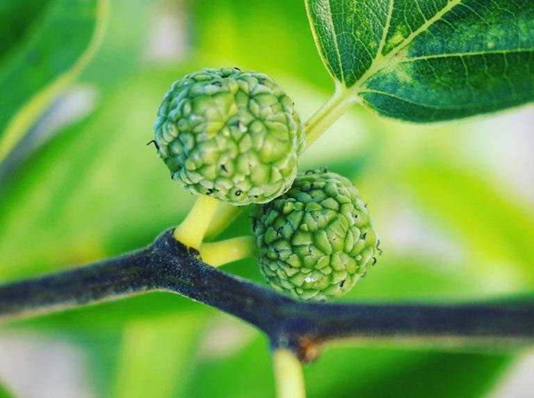 Chữa bệnh gút bằng thuốc nam 7 chua benh gut bang thuoc nam mo qua