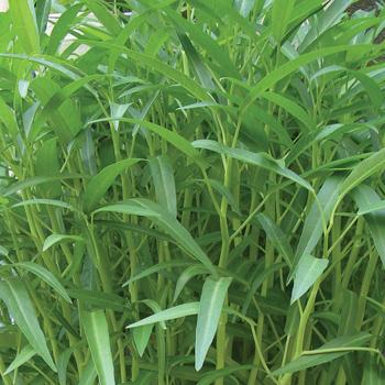 Bệnh Gout ăn rau muống không? 1 rau muong