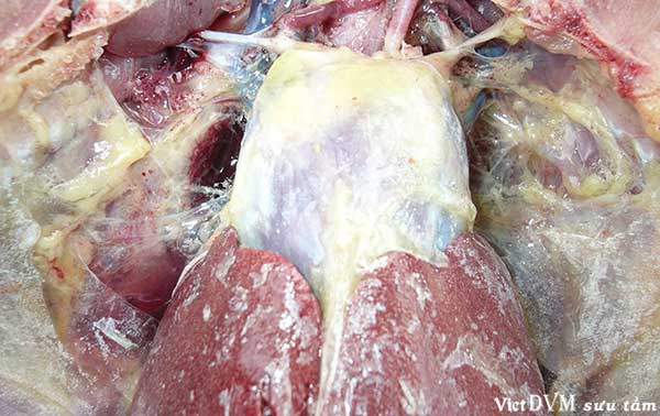 Bệnh Gút ở gà 2 Benh Gut o ga NT