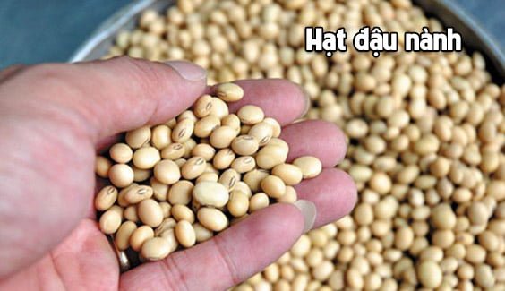 Bạn có biết: 5 loại rau, hạt chứa nhiều protein hơn cả thịt 10 hat dau nanh rat giau protein