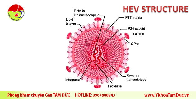 Viêm gan virus có mấy loại ? Sự khác nhau giữa các loại viêm gan virus 6 cau truc virus viem gan E