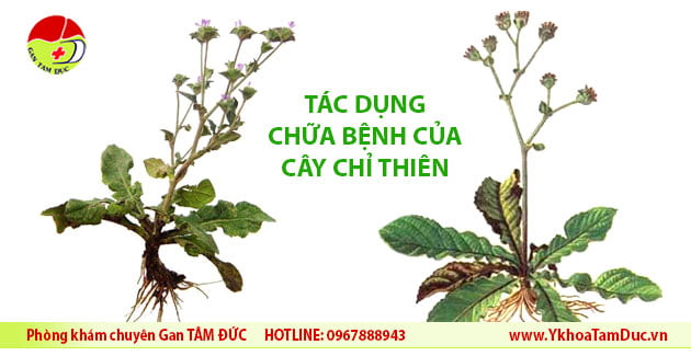 Cây chỉ thiên chữa bệnh gì ? 2 cây chỉ thiên chữa bệnh gì