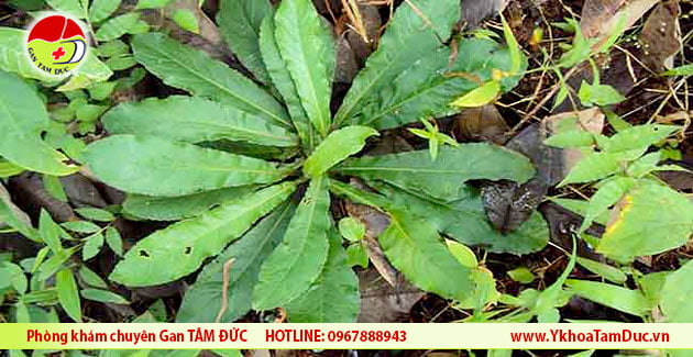 Hình ảnh cây chỉ thiên