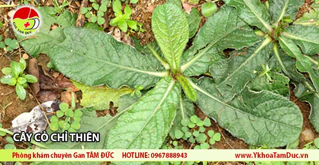 hình ảnh cây chỉ thiên cỏ lưỡi mèo