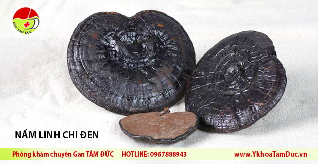 nấm linh chi đen hắc linh chi