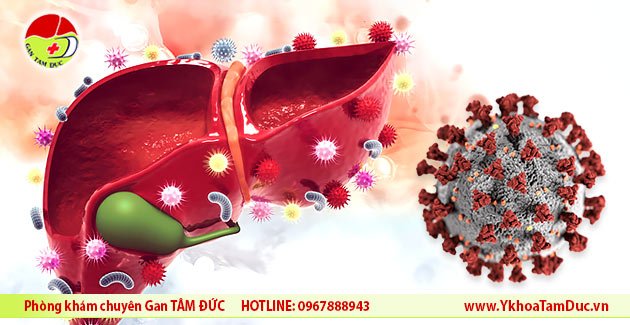 COVID-19 gắn kết và xâm nhập vào tế bào đích thông qua men chuyển angiotensin 2 (ACE2) và men này hiện diện ở các tế bào biểu mô gan, tế bào ống mật. Do vậy, virus có thể xâm nhập vào các tế bào gan và ống mật.