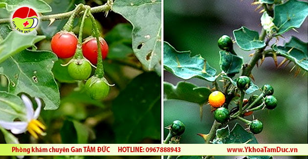 Phân biệt cà gai leo với cà độc dược, cà gai tàu và cà gai dại 5 ca gai leo va ca tau
