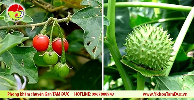 Phân biệt cà gai leo với cà độc dược, cà gai tàu và cà gai dại 3 ca gai leo va gai doc duoc