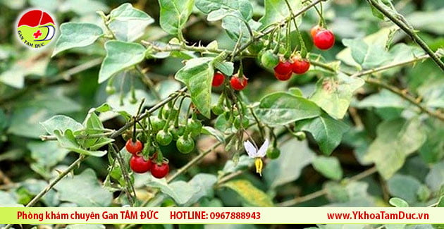 cay ca gai leo chua viem gan b y khoa tam duc