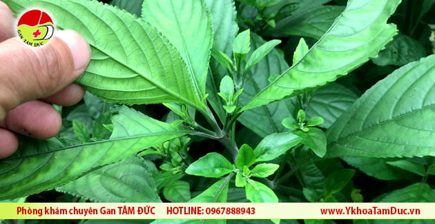 Cây chàm mèo - Cây thuốc quý chữa nhiều bệnh viêm 2 cay cham meo