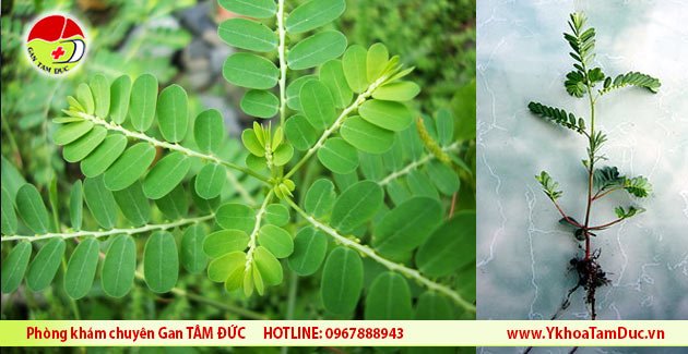 Diệp hạ châu - Vị thuốc quý mọc hoang khắp nơi 2 cay diep ha chau cho de rang cua wikipedia