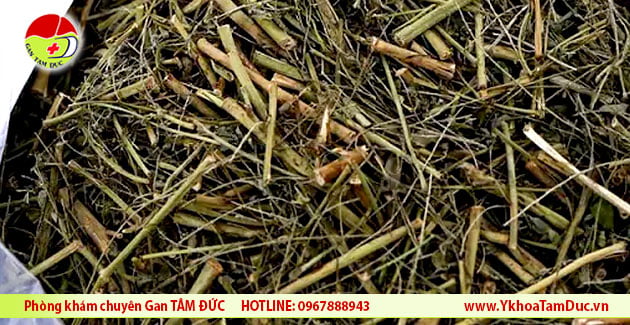 Diệp hạ châu - Vị thuốc quý mọc hoang khắp nơi 3 Diệp hạ châu đã phơi khô