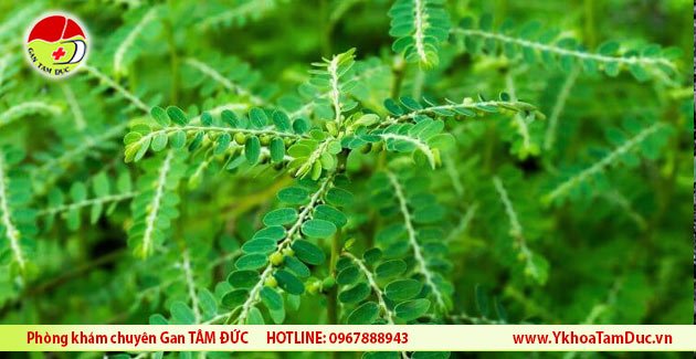 Cây diệp hạ châu có mấy loại ? 3 cay diep ha chau than xanh cho de rang cua than xanh