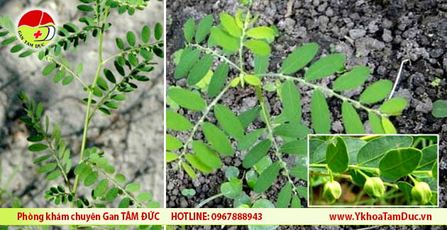 Cây diệp hạ châu có mấy loại ? 2 cay diep ha chau than xanh dam cho de rang cua than xanh dam