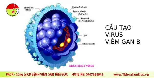 Nghiên cứu mới nhất về viêm gan B: Viêm gan B gây ra 80% ca ung thư gan 1 virus viem gan B HBV