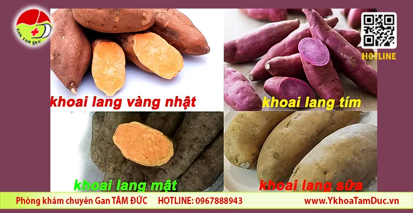 Gan nhiễm mỡ có nên ăn khoai lang không? Chuyên gia nói gì? 4 Các loại khoai lang