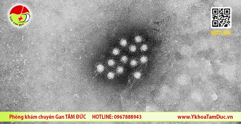Mùa hè - thời điểm lý tưởng cho viêm gan A lây lan 2 Virus viêm gan A dưới kính hiển vi