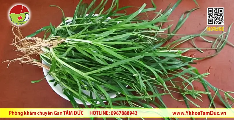 Uống nước cỏ mần trầu có chữa được viêm gan B? Bác sĩ Gan Tâm Đức giải đáp 2 Cỏ mần trầu