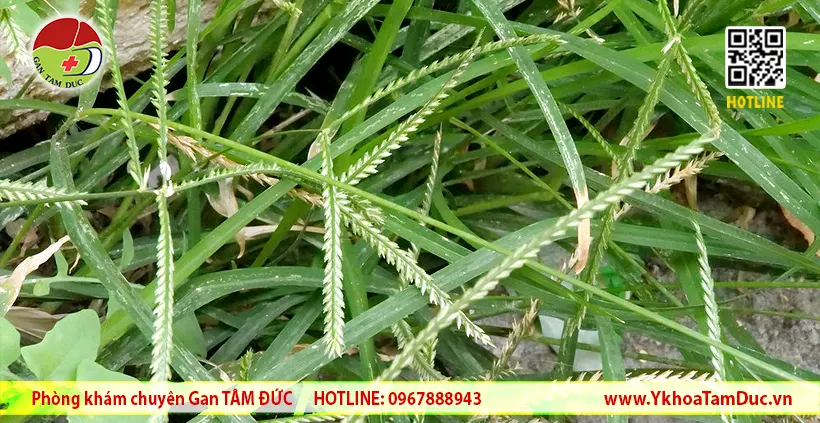 Cỏ mần trầu