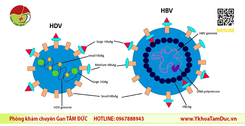 Đồng nhiễm Viêm gan B và D: Nhận Diện, Rủi Ro và Hướng Điều Trị 5 Virus viêm gan B (HBV) đóng vai trò virus trợ giúp cho virus viêm gan D (HDV) bằng cách cung cấp cho nó các kháng nguyên bề mặt (HBsAg).