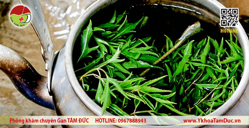 Viêm gan B có uống được lá đinh lăng không? Góc Nhìn Từ Chuyên Gia Gan Mật 9 Nước lá đinh lăng là thức uống dân gian quen thuộc. Tuy nhiên, người bệnh viêm gan B cần tham khảo ý kiến bác sĩ chuyên khoa trước khi sử dụng để đảm bảo an toàn.