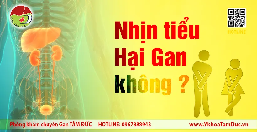 Nhịn tiểu có hại gan không – mối liên quan giữa gan, thận và hệ tiết niệu