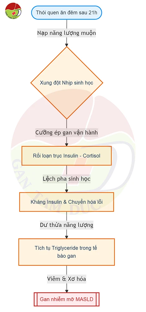 Ăn đêm có hại gan không? Giải đáp từ BSCKI Lý Thị Mỹ Dung 2 Sơ đồ nguyên lý giải thích tại sao ăn đêm có hại gan dẫn đến gan nhiễm mỡ MASLD - Gan Tâm Đức