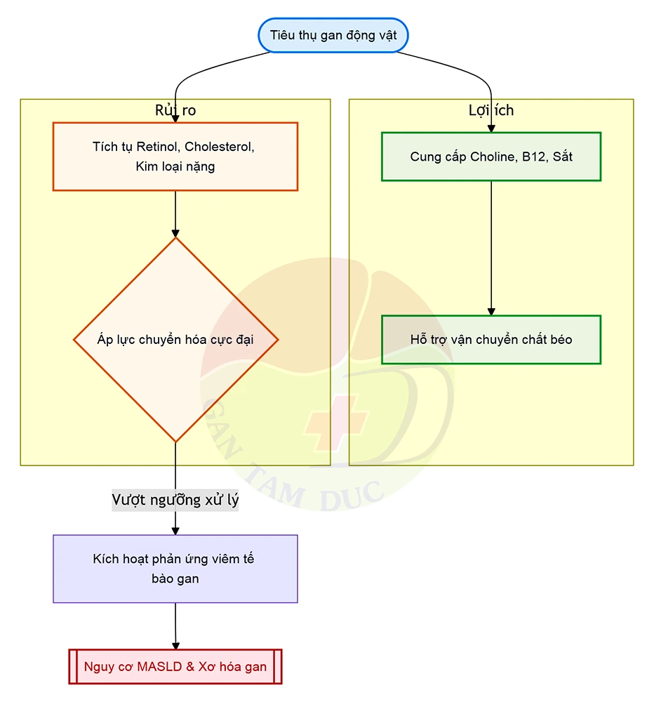 Ăn gan có bổ gan không? Sự thật y khoa từ Bác sĩ Mỹ Dung 2 Sơ đồ nguyên lý giải thích ăn gan có bổ gan không và nguy cơ nhiễm độc Retinol - Gan Tâm Đức