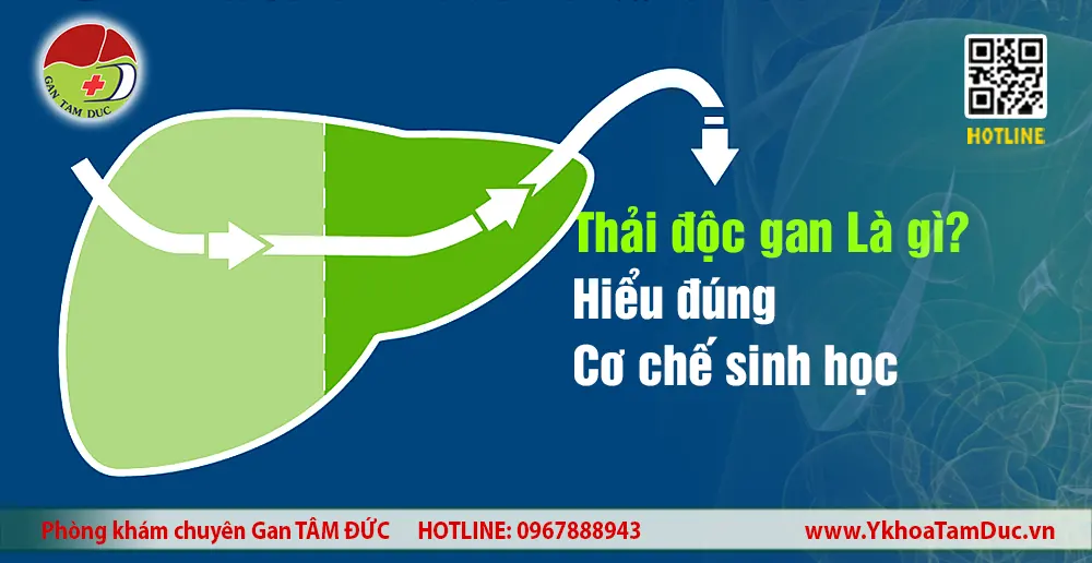 Hình minh họa gan và cơ chế thải độc gan theo sinh học tự nhiên