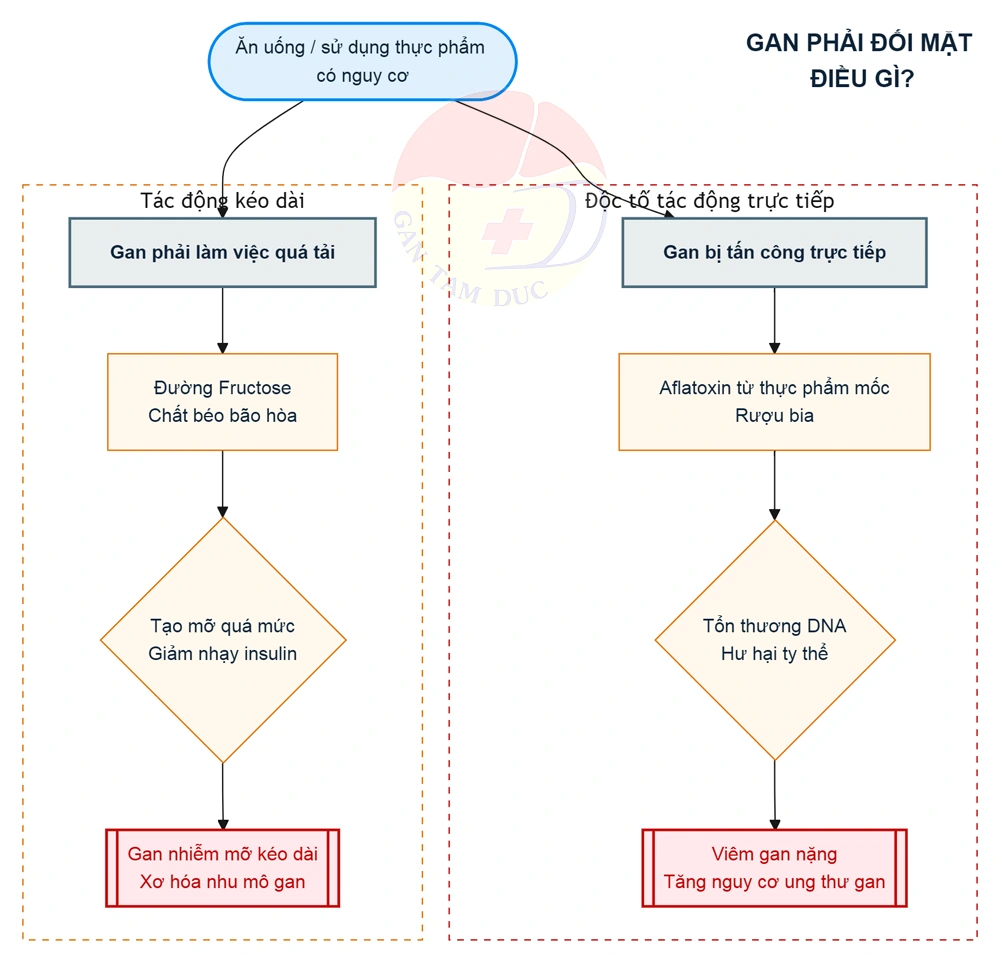 Cơ chế gây xơ hóa - Phòng khám chuyên khoa Gan Tâm Đức thực phẩm không tốt cho gan giải thích cơ chế gây xơ hóa tại Phòng khám chuyên khoa Gan Tâm Đức