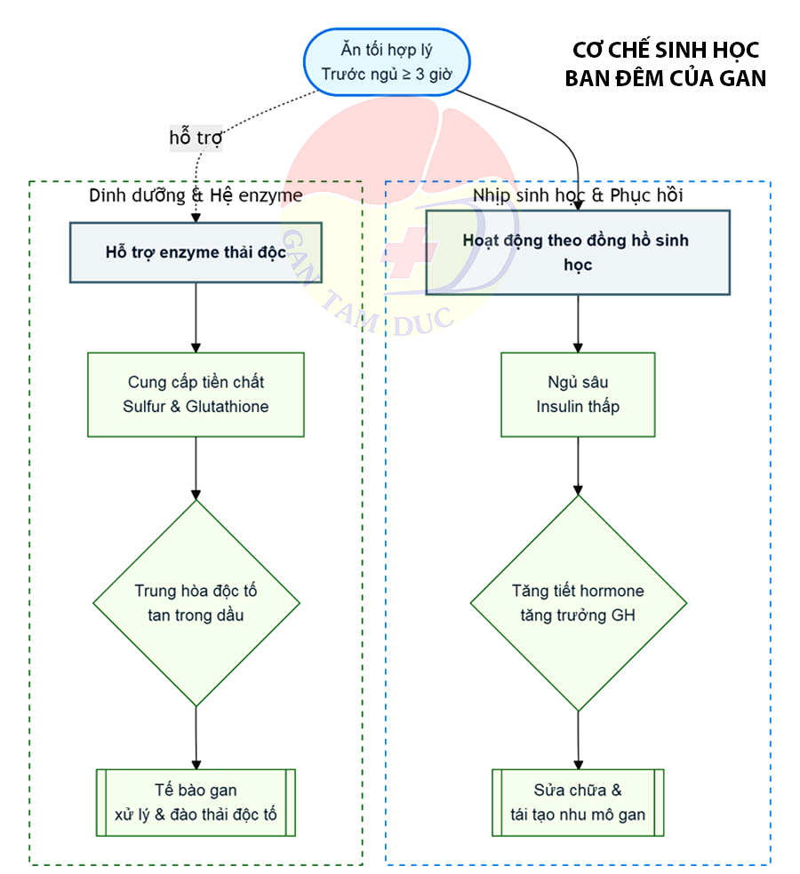 Cơ chế thải độc đêm - Phòng khám chuyên khoa Gan Tâm Đức tối ăn gì tốt cho gan giải thích Cơ chế thải độc đêm Phòng khám chuyên khoa Gan Tâm Đức
