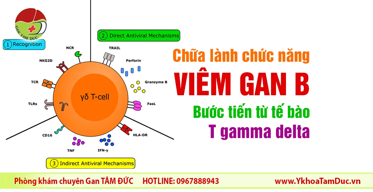 Chữa lành chức năng viêm gan B: Bước tiến từ tế bào T gamma delta 9 Hình minh họa tế bào T gamma delta trong cơ chế hỗ trợ chữa lành chức năng viêm gan B