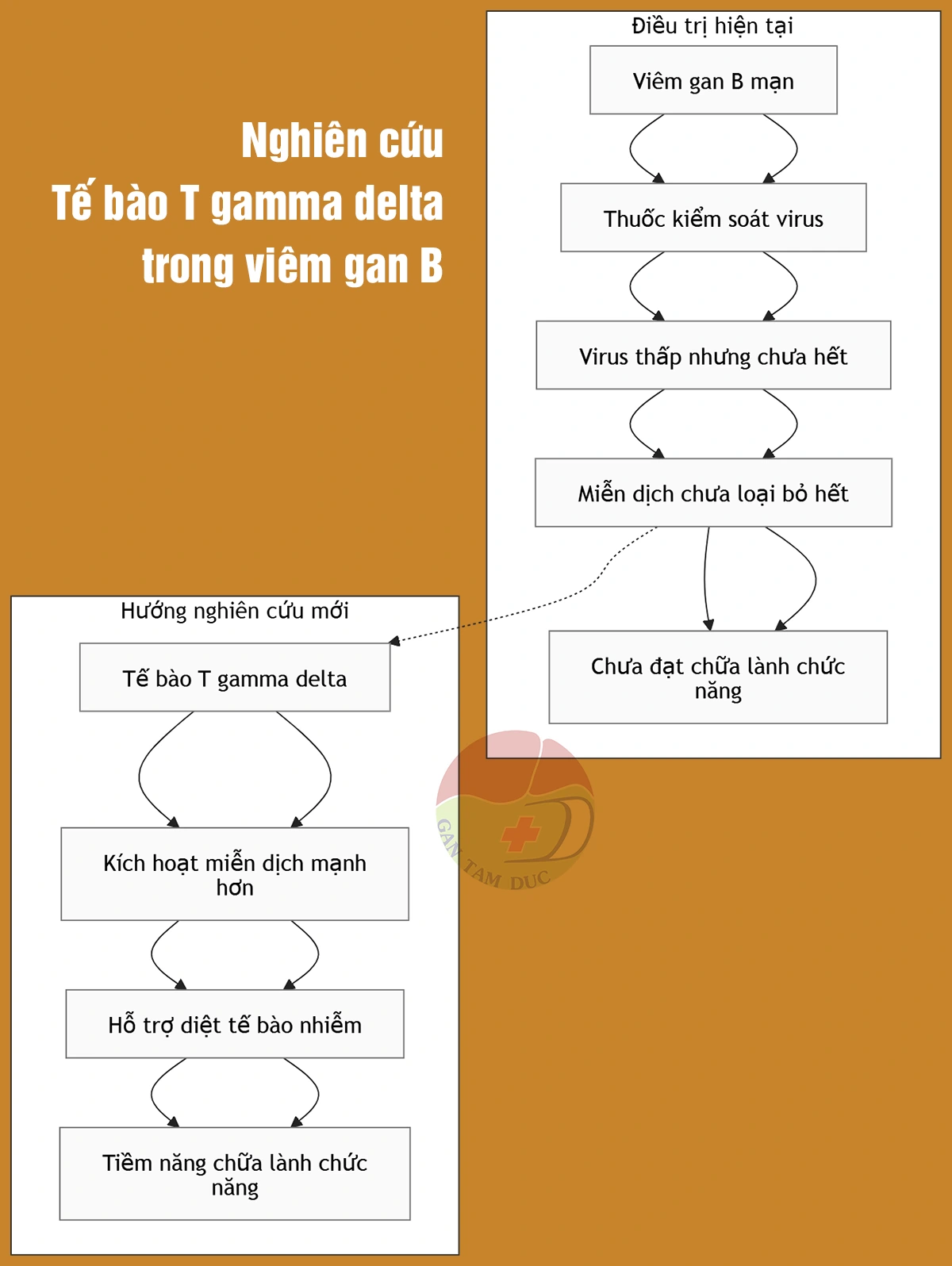 Chữa lành chức năng viêm gan B: Bước tiến từ tế bào T gamma delta 2 Sơ đồ phân biệt điều trị hiện tại và nghiên cứu tế bào T gamma delta trong viêm gan B