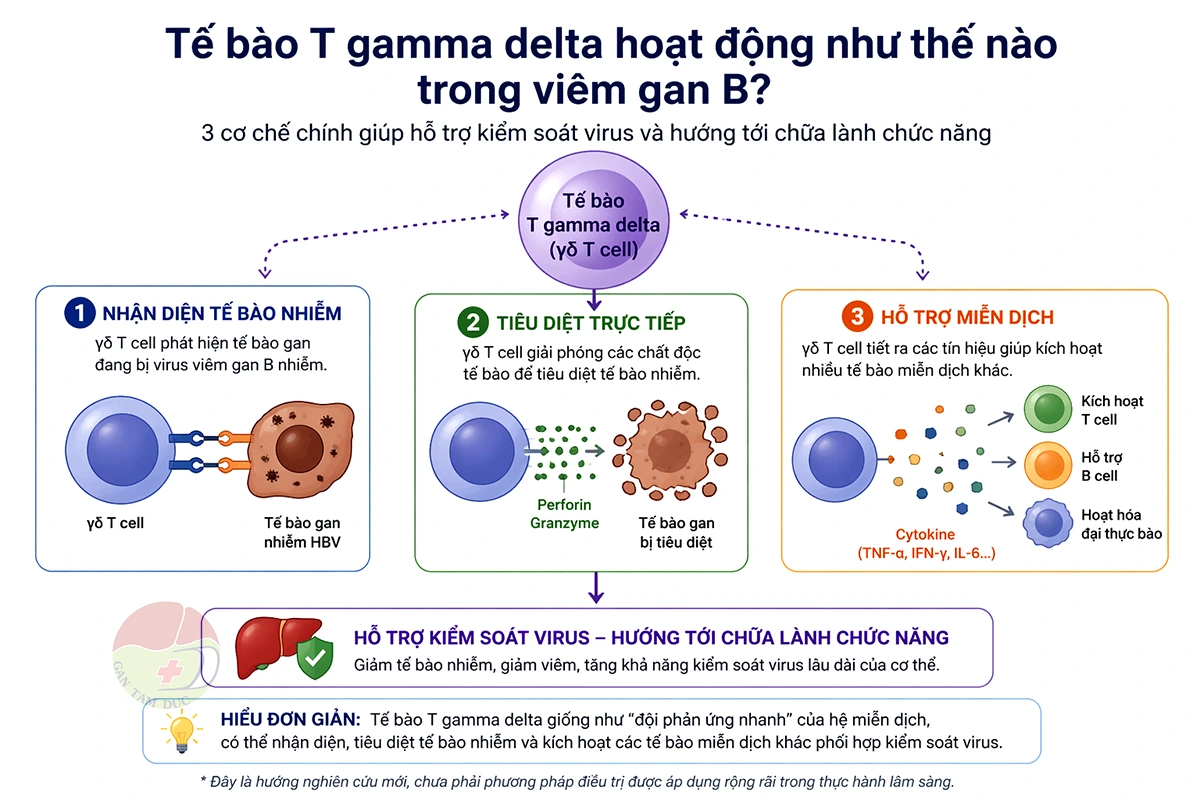 Chữa lành chức năng viêm gan B: Bước tiến từ tế bào T gamma delta 1 Sơ đồ minh họa tế bào T gamma delta nhận diện và tiêu diệt tế bào gan nhiễm virus viêm gan B