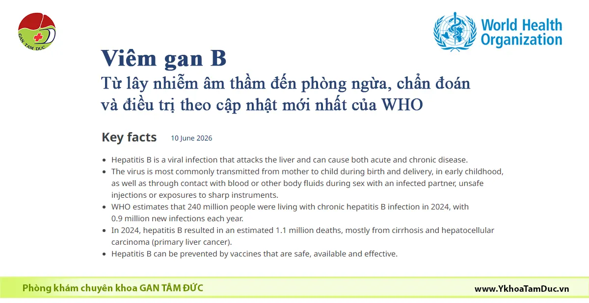 Viêm gan B: Triệu chứng, chẩn đoán và điều trị theo WHO 2026 1 Đồ họa mở đầu bài viết về viêm gan B dựa trên Fact Sheet của Tổ chức Y tế Thế giới (WHO) cập nhật ngày 10/6/2026, giới thiệu các thông tin chính về gánh nặng bệnh, lây truyền và phòng ngừa.