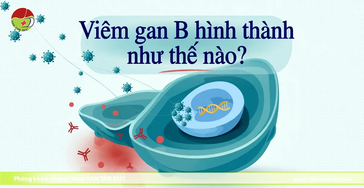 Viêm gan B hình thành như thế nào? Cơ chế và đường lây 1 Viêm gan B hình thành như thế nào? Cơ chế và đường lây