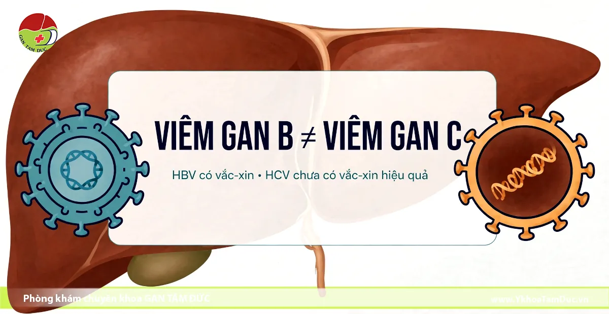 Đồ họa y khoa so sánh viêm gan B và viêm gan C trên nền sơ đồ giải phẫu gan. Hình ảnh minh họa cấu trúc hạt virus HBV màu xanh lá có vắc-xin phòng bệnh và virus HCV màu cam chưa có vắc-xin hiệu quả.