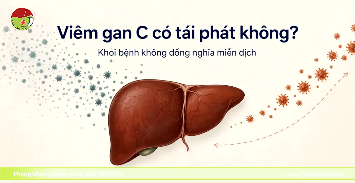 Viêm gan C có tái phát sau điều trị DAA không? 1 Đồ họa giải phẫu gan người và mô phỏng các hạt virus viêm gan C xâm nhập, kèm văn bản giải thích khỏi bệnh viêm gan C không đồng nghĩa với có miễn dịch vĩnh viễn.