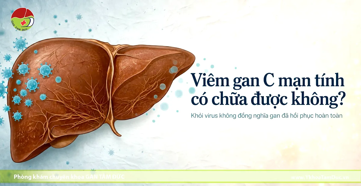 Viêm gan C mạn tính có chữa được không? 1 Mo hinh do hoa la gan nguoi bi ton thuong do virus viem gan C man tinh kem text giai thich kha nang dieu tri khoi bang thuoc DAA